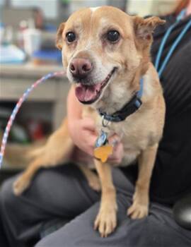 Chihuahua and Mixed Breed Dogs Available for Adoption in Dallas, Texas - SNICKERDOODLE | PetCurious