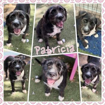 Patricia -  Terrier and Mixed Breed Dog for Adoption in Fort Smith, Arkansas - Patricia | PetCurious