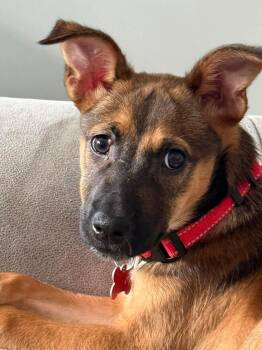 Belgian Shepherd Malinois and Cattle Dog Dogs Available for Adoption - Stevie Nicks | PetCurious