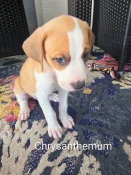 Puppies -  Catahoula Leopard Dog Dog for Adoption in Cape Coral, Florida - Puppies | PetCurious