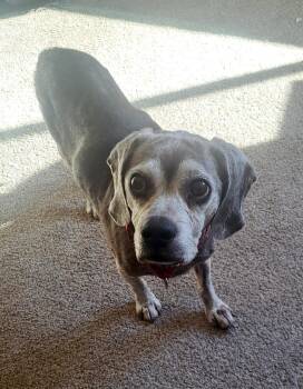 Rescue Beagle Dogs for Adoption - Earl | PetCurious