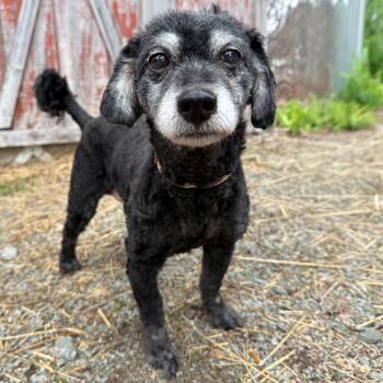 Poodle Dogs Available for Adoption - Dagger  | PetCurious