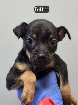 Toffee (AL) -  Boston Terrier and Chihuahua Dog for Adoption in New York, New York - Toffee (AL) | PetCurious