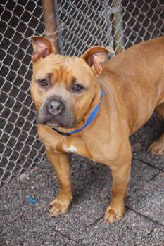 Piper -  Pit Bull Terrier Dog for Adoption in Hayward, Wisconsin - Piper | PetCurious