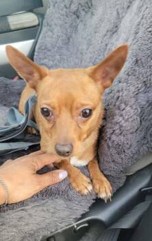 Bandit -  Chihuahua and Yorkshire Terrier Dog for Adoption in West Peoria, Illinois - Bandit | PetCurious