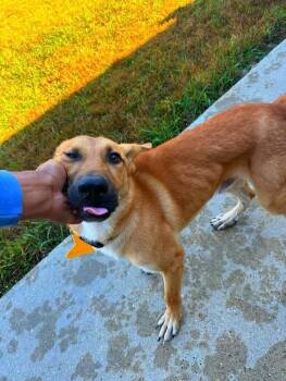 Rescue German Shepherd Dog Dogs for Adoption in Jackson, Mississippi - Goku | PetCurious