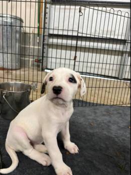 CLOVER -  American Bulldog Dog for Adoption in Thompson, Pennsylvania - CLOVER | PetCurious