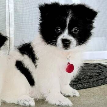 MACAROON -  Pomeranian and Mixed Breed Dog for Adoption in Waterford, New Jersey - MACAROON | PetCurious