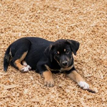Ember -  Rottweiler and Black Labrador Retriever Dog for Adoption in Batesville, Arkansas - Ember | PetCurious