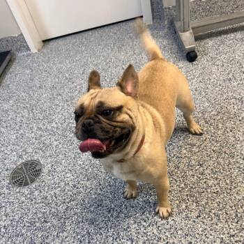 Frank -  French Bulldog and Pug Dog for Adoption in Great Falls, Montana - Frank | PetCurious