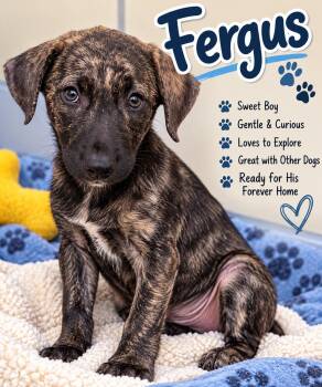 Fergus- Just a puppy hoping to be chosen. -  Mixed Breed Dog for Adoption in Conway, South Carolina - Fergus- Just A Puppy Hoping To Be Chosen. | PetCurious
