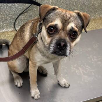 Charlie -  Pug Dog for Adoption in San Gabriel, California - Charlie | PetCurious