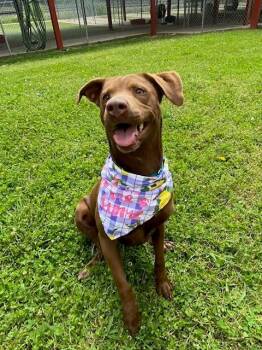 Labrador Retriever Dogs Available for Adoption in Fayetteville, Arkansas - Terracotta | PetCurious