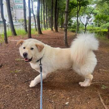 Robin -  Chow Chow and Jindo Dog for Adoption in Danvers, Massachusetts - Robin | PetCurious