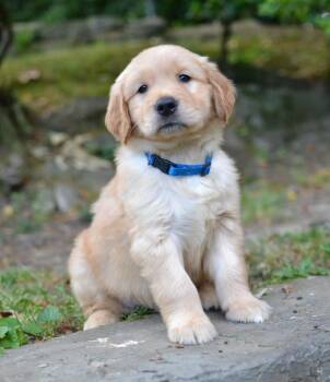 Golden Retriever Dogs Available for Adoption in Memphis, Tennessee - Leo | PetCurious