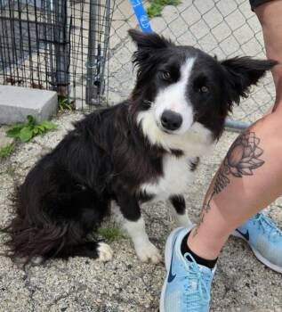 May $550 -  Australian Shepherd Dog for Adoption in West Milwaukee, Wisconsin - May $550 | PetCurious