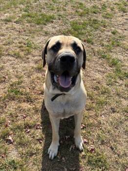 Rescue Bullmastiff Dogs for Adoption in Wabash, Indiana - Dozer | PetCurious