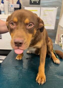 Copper -  Mixed Breed Dog for Adoption in Mobile, Alabama - Copper | PetCurious