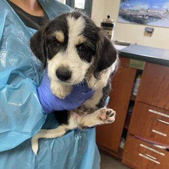 Mustang -  Terrier and Mixed Breed Dog for Adoption in Pasadena, California - Mustang | PetCurious