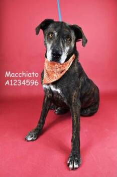 Rescue Shepherd Dogs for Adoption in Thousand Oaks, California - Macchiato -- LONGTIME RESIDENT!! | PetCurious
