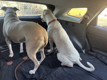 American Bulldog Dogs Available for Adoption - Barney | PetCurious