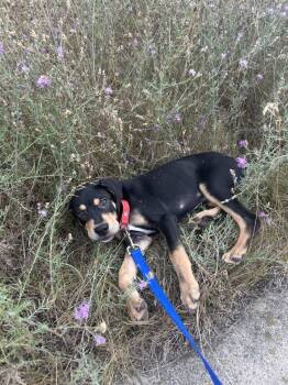 Ace (26-170 D) -  Mixed Breed Dog for Adoption in Lansing, Michigan - Ace (26-170 D) | PetCurious