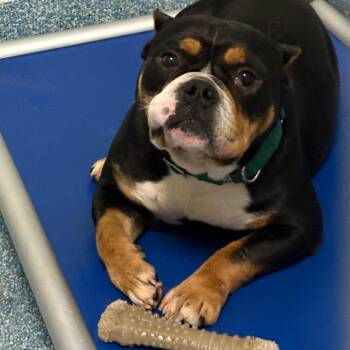 Pit Bull Terrier Dogs Available for Adoption - DUDE | PetCurious