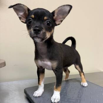 Wilde -  Chihuahua Dog for Adoption in Birmingham, Alabama - Wilde | PetCurious
