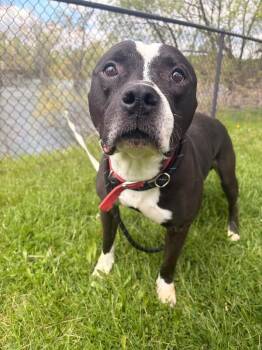 Pit Bull Terrier Dogs Available for Adoption in Warren, Pennsylvania - Rockie | PetCurious