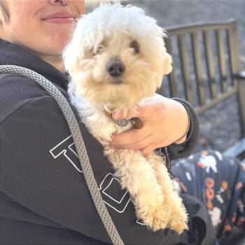 Pearl -  Poodle Dog for Adoption in Decatur, Georgia - Pearl | PetCurious