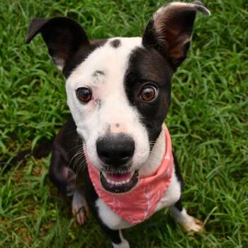 Honeydrop -  Pit Bull Terrier Dog for Adoption in Beaumont, Texas - Honeydrop | PetCurious
