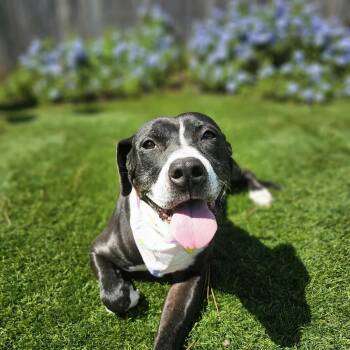 Rescue American Staffordshire Terrier Dogs for Adoption in Mooresville, North Carolina - Rita | PetCurious