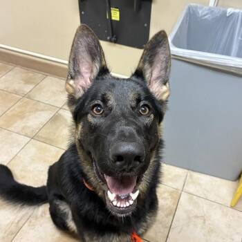 German Shepherd Dog Dogs Available for Adoption in Troutdale, Oregon - Montgomery (mcas) | PetCurious