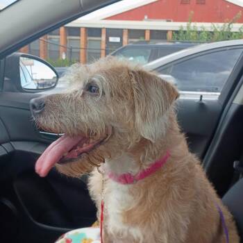 ROSE -  Wirehaired Terrier Dog for Adoption in Waterford, New Jersey - ROSE | PetCurious