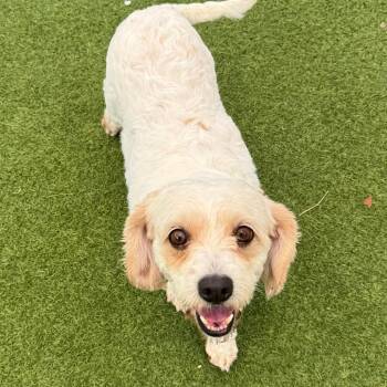 Sully 1318 -  Cavalier King Charles Spaniel and Bichon Frise Dog Available for Adoption in Loxahatchee Groves, Florida - Sully 1318 | PetCurious
