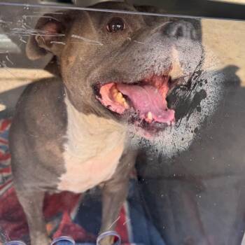 Coco Puff -  Pit Bull Terrier Dog for Adoption in Philadelphia, Pennsylvania - Coco Puff | PetCurious