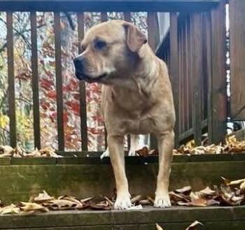 Rescue Labrador Retriever Dogs for Adoption in Cumming, Georgia - Deuce | PetCurious