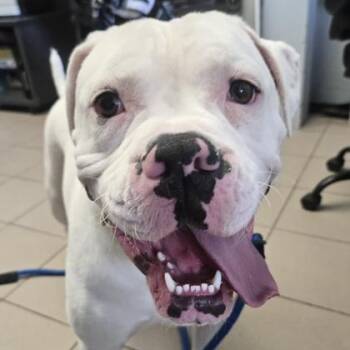 Bulldog Dogs Available for Adoption in Philadelphia, Pennsylvania - Cyrus | PetCurious