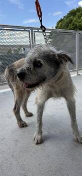 KARL -  Border Terrier and Mixed Breed Dog for Adoption in Doral, Florida - KARL | PetCurious