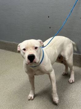 Rescue Pit Bull Terrier Dogs for Adoption in Las Vegas, Nevada - SPIKE | PetCurious