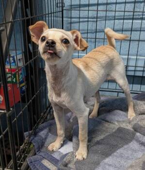 Chihuahua Dogs Available for Adoption in Benson, Arizona - JB | PetCurious