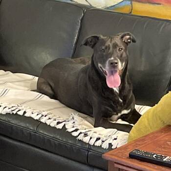 Black Labrador Retriever Dogs Available for Adoption in Mooresville, North Carolina - Poppy | PetCurious