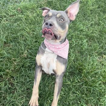 Cocoa -  American Staffordshire Terrier Dog Available for Adoption in Pittsburgh, Pennsylvania - Cocoa | PetCurious