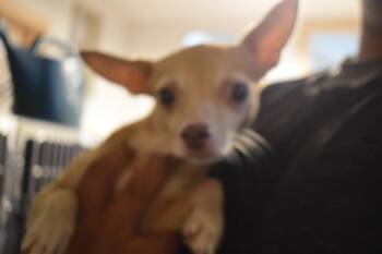 Mitzi (L624 D6) -  Chihuahua Dog for Adoption in Pahrump, Nevada - Mitzi (L624 D6) | PetCurious