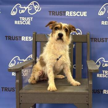Terrier Dogs Available for Adoption in Waterford, New Jersey - QUIGLEY | PetCurious