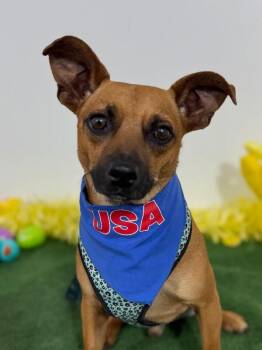 Prince-One of our Amazing Rescue Dogs -  Chihuahua and Dachshund Dog for Adoption in Carlsbad, California - Prince-One Of Our Amazing Rescue Dogs | PetCurious