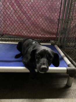 Chihuahua Dogs Available for Adoption in Victorville, California - Darcy | PetCurious