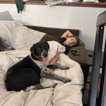 German Shorthaired Pointer and Australian Shepherd Dogs Available for Adoption in Visalia, California - Lainey | PetCurious