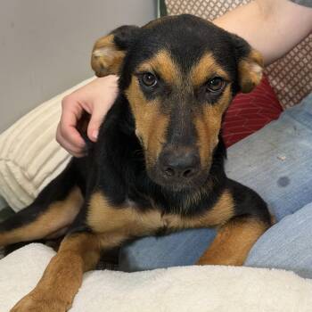 Clayton -  German Shepherd Dog and Labrador Retriever Dog for Adoption in Watertown, Connecticut - Clayton | PetCurious