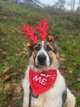 Shepherd Dogs Available for Adoption - Jackson  | PetCurious